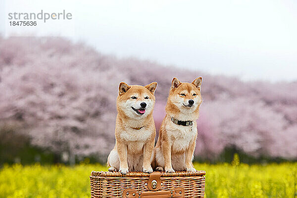 Zwei Mame Shiba Inu Hunde und ein Blumenfeld