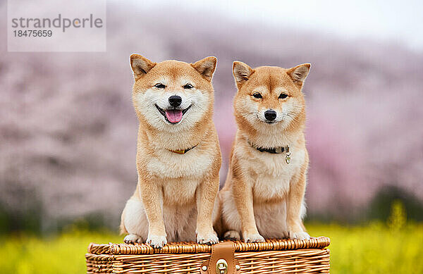 Zwei Mame Shiba Inu Hunde und ein Blumenfeld