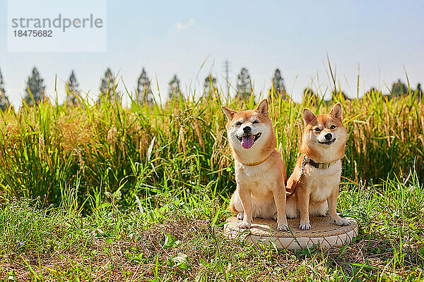 Zwei Shiba Inus in einem Reisfeld