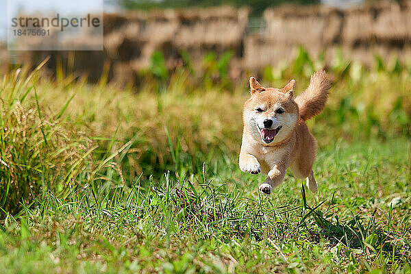 Shiba Inu läuft in einem Reisfeld