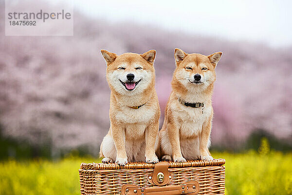 Zwei Mame Shiba Inu Hunde und ein Blumenfeld