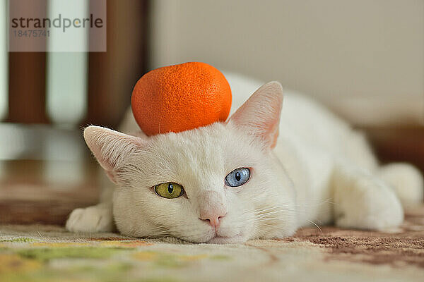 Katze mit Mandarine auf dem Kopf