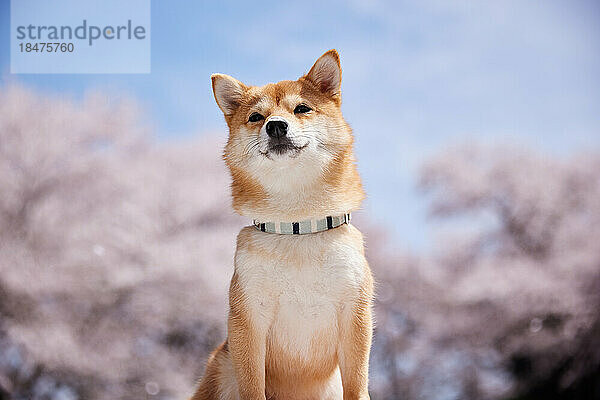 Shiba Inu with cherry blossoms in the background
