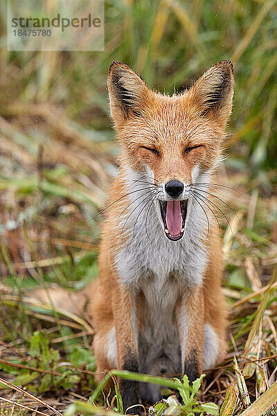 Sakhalin fox