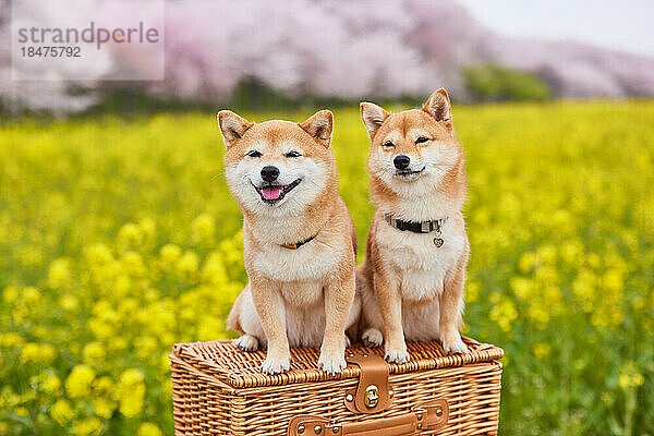 Zwei Mame Shiba Inu Hunde und ein Blumenfeld