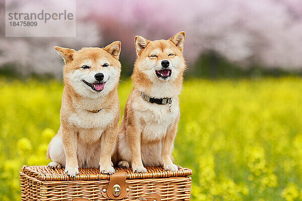 Zwei Mame Shiba Inu Hunde und ein Blumenfeld