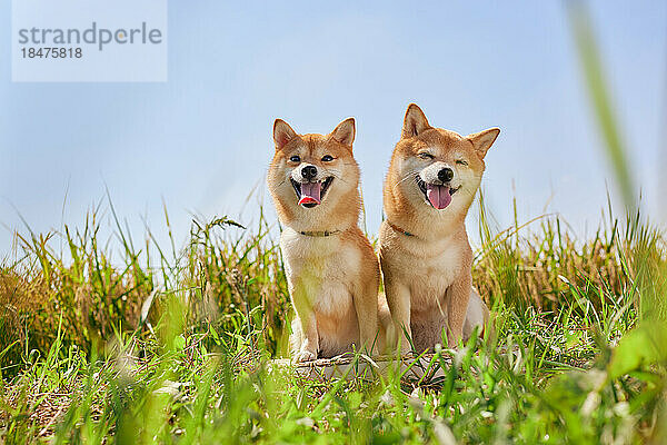 Zwei Shiba Inus in einem Reisfeld