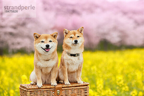 Zwei Mame Shiba Inu Hunde und ein Blumenfeld