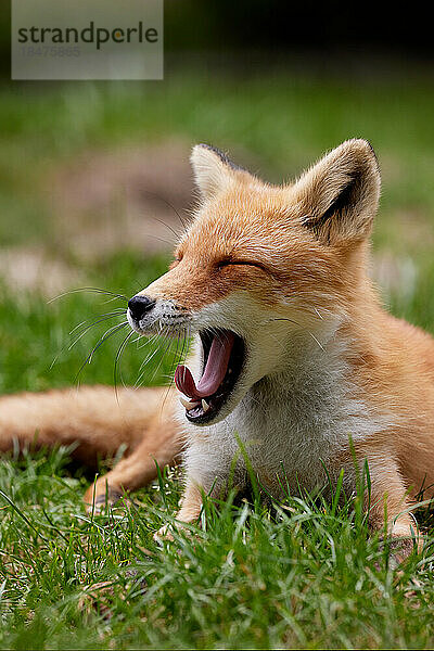 Sakhalin fox