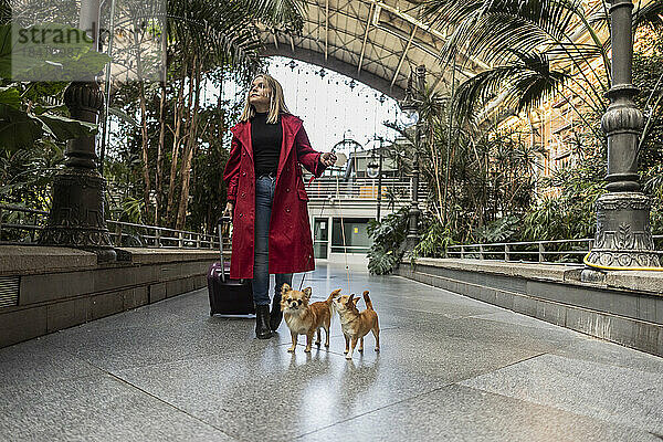 Reife Frau mit Gepäck und Chihuahua-Hunden läuft auf Fußweg