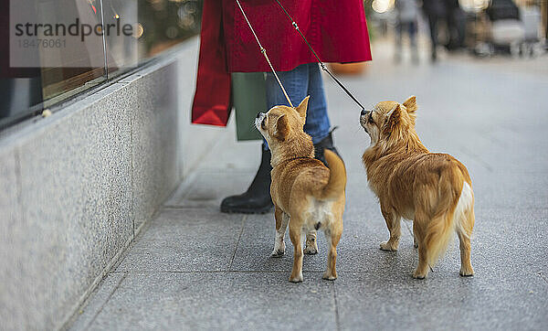 Frau mit Chihuahua-Hunden steht auf Fußweg vor Laden