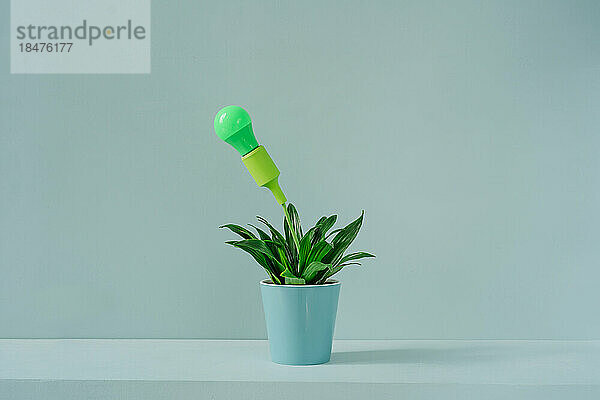 Topfpflanze mit grüner Glühbirne vor der Wand
