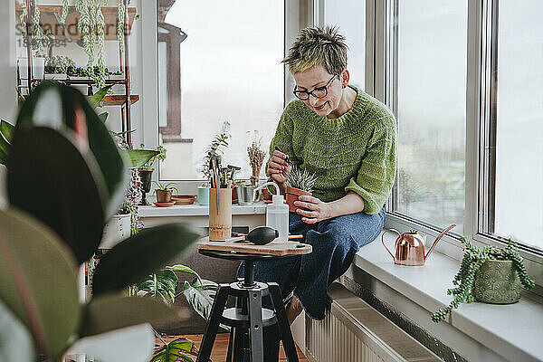Mature woman removing dry succulent leaves sitting on window sill at home