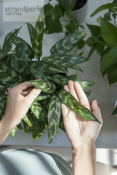 Woman touching leaves taking care of plants at home