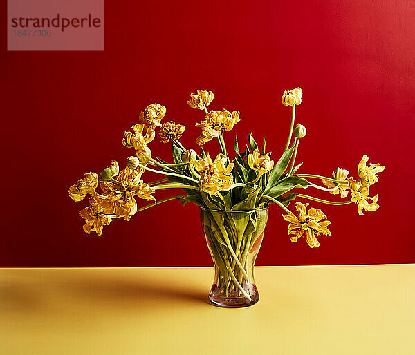 Yellow tulips in vase against red background