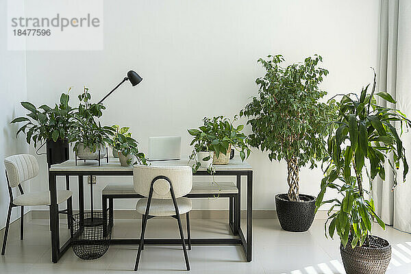 Moderner Schreibtisch mit Laptop und Topfpflanzen im Heimbüro