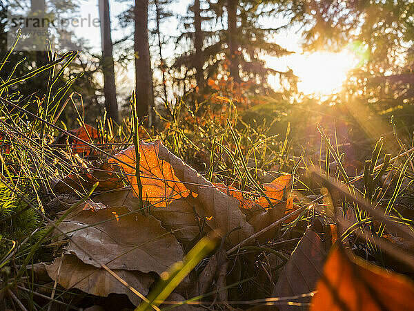 Abgefallene Blätter liegen im Gras  im Hintergrund geht die Sonne unter