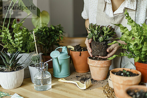 Frau pflanzt zu Hause einen Topf auf dem Tisch