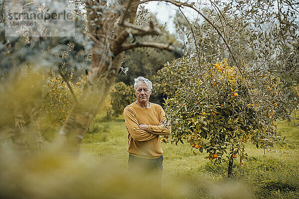 Älterer Mann mit verschränkten Armen steht am Orangenbaum