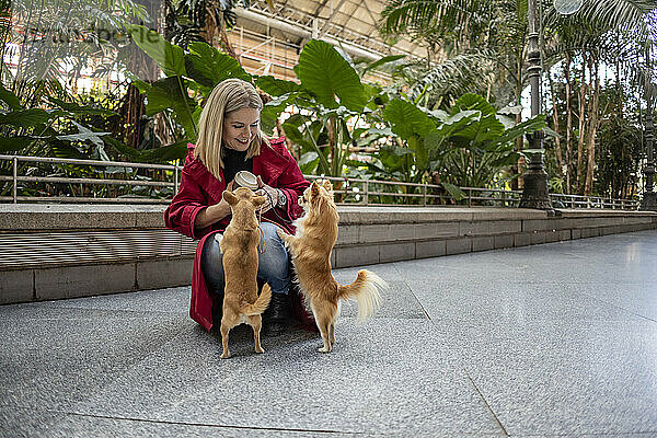 Glückliche reife Frau mit Chihuahua-Hunden auf Fußweg