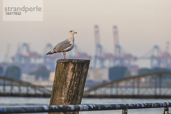 Germany  Hamburg  Seagull standing on top of wooden post at dusk