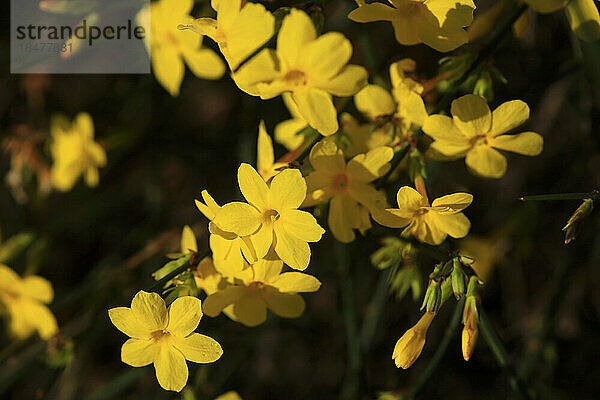 Yellow blooming winter jasmine (Jasminum nudiflorum)