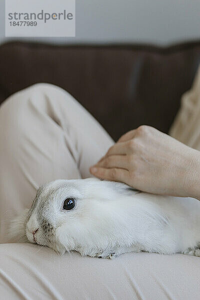 Hand einer Frau  die zu Hause Kaninchen streichelt