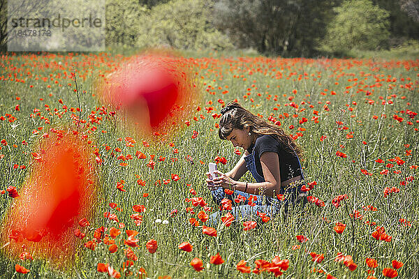 Junge Frau fotografiert Mohnblumen mit Smartphone im Feld