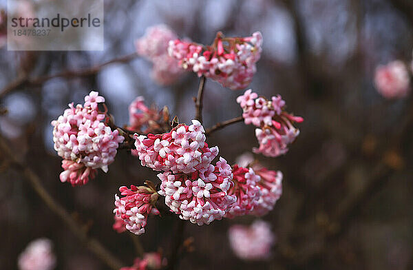 Rosa blühende Schneeballblüten (Viburnum)