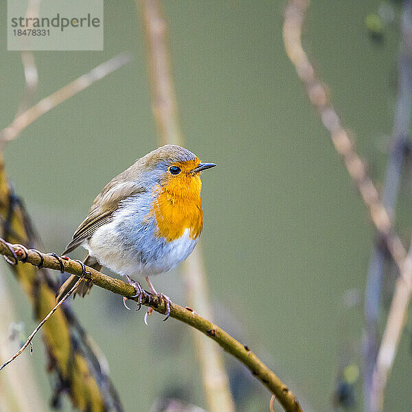 Porträt eines Rotkehlchens (Erithacus rubecula)  das auf einem Ast hockt