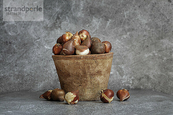 Studio shot of flower pot filled with plant bulbs