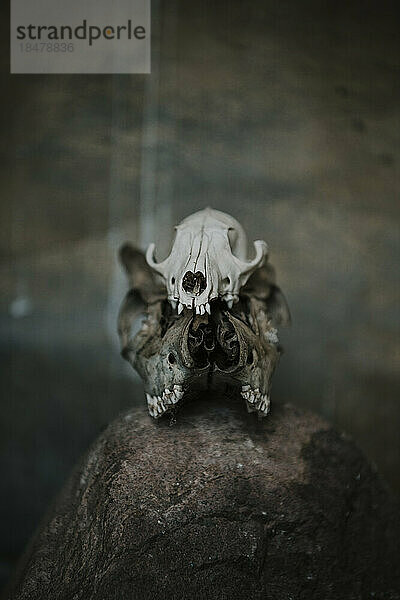 Spooky animal skull on rock