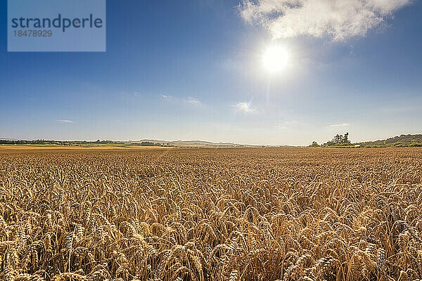 Weizenfeld an einem sonnigen Tag
