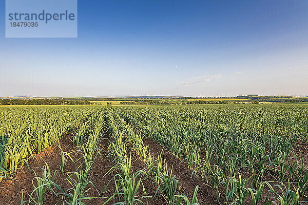 Reihen von Lauch im Feld unter blauem Himmel