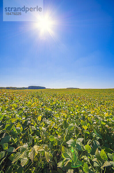 Sojabohnenfeld vor blauem Himmel an einem sonnigen Tag
