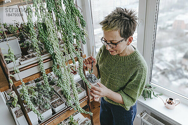 Mature woman cleaning succulent plant with brush at home