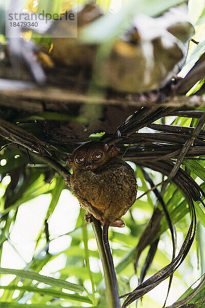 Philippinischer Koboldmaki sitzt unter Blättern auf einem Baum