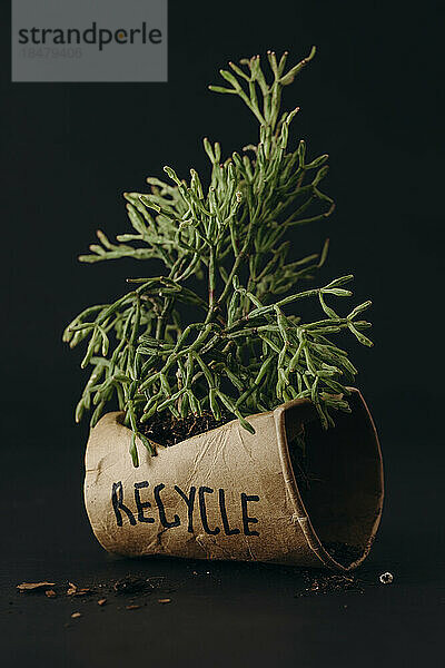 Grüne Pflanze in wiederverwendbarem Becher mit Recycling-Text darauf vor schwarzem Hintergrund