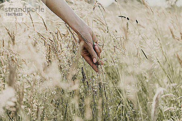 Hand einer Frau  die Weizenernte im Feld hält