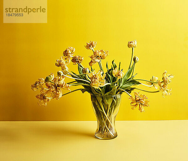 Dry tulips on table against yellow background