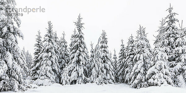 Deutschland  Baden-Württemberg  Panoramablick auf schneebedeckte Bäume im Schwarzwald