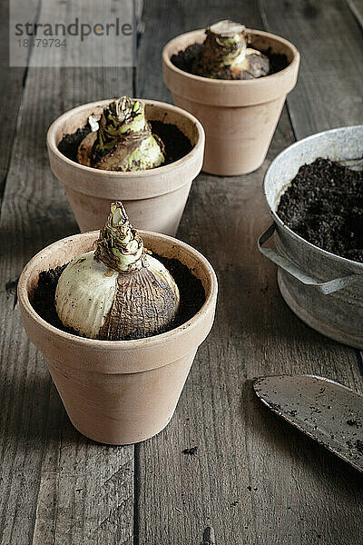 Pots with freshly planted amaryllis bulbs