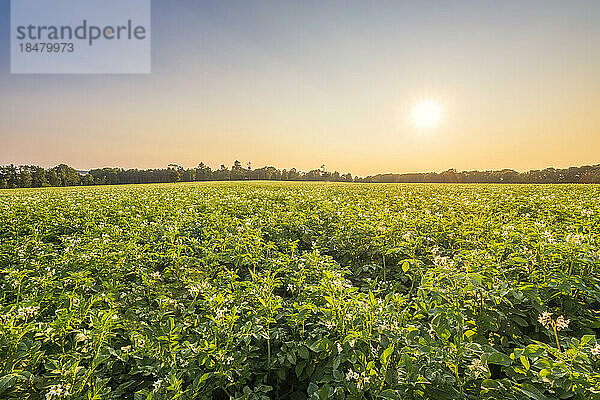 Feld mit Kartoffelpflanzen bei Sonnenuntergang