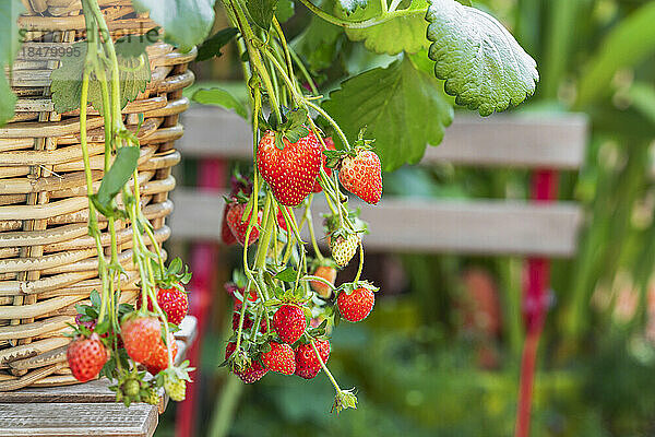 Erdbeeren im Weidenkorb angebaut