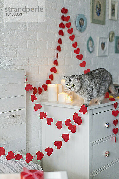 Cat with heart shaped garland decoration in bedroom at home