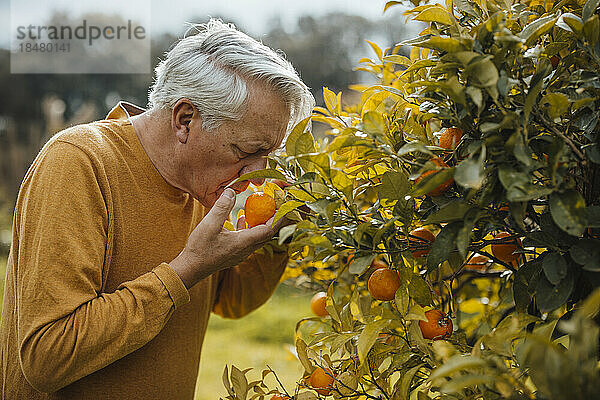 Älterer Mann riecht Orangenfrucht und steht am Baum