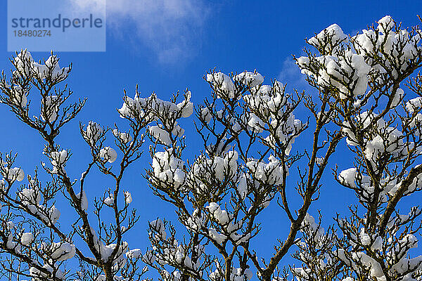 Schnee auf Magnolienbaum mit blauem Himmel im Hintergrund