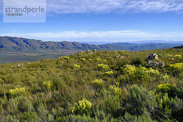 Südafrika  Provinz Westkap  grüne Graslandschaft des Swartberg Passes