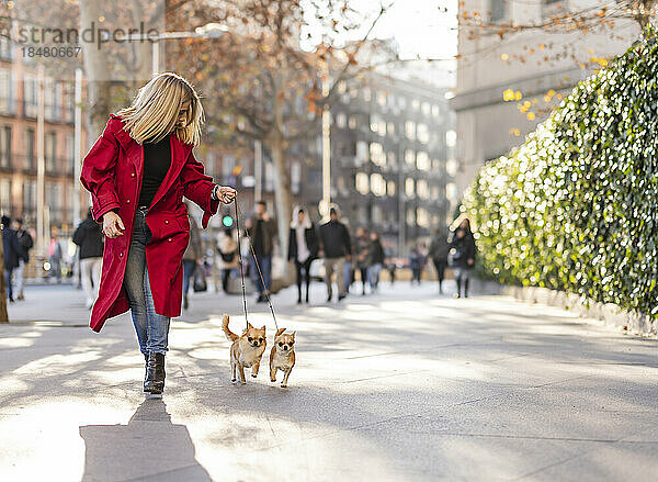Reife Frau läuft mit Chihuahua-Hunden auf Fußweg in der Stadt