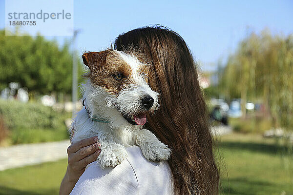 Frau trägt süßen Jack Russell Terrier im Park